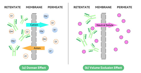 道南效應(yīng)原理圖